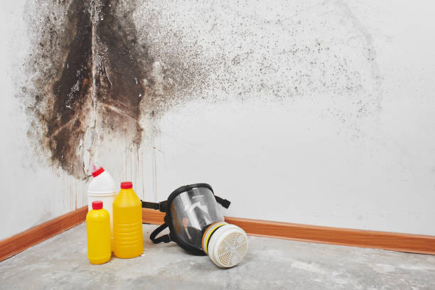 Attic Mold Removal in Miramar Beach, FL